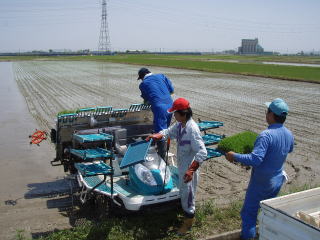 「石川酒52号」田植え状況（白山市内方新保町）2