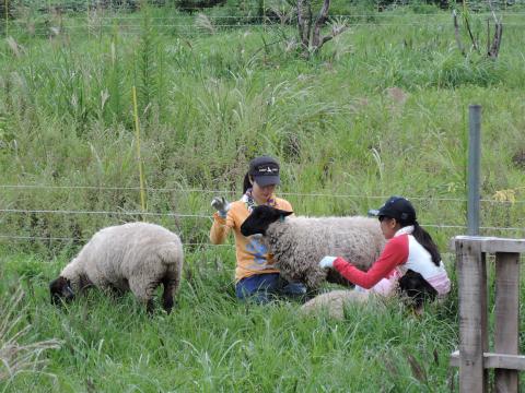 羊の放牧3 