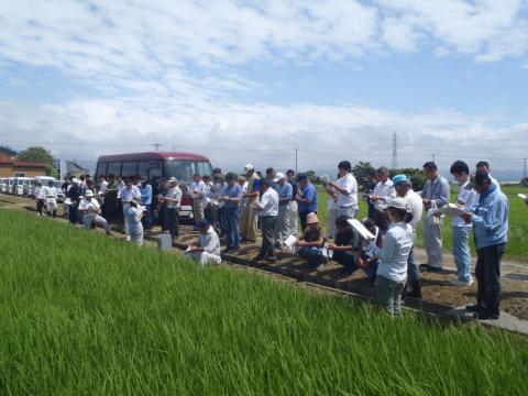 水稲新技術現地研修会