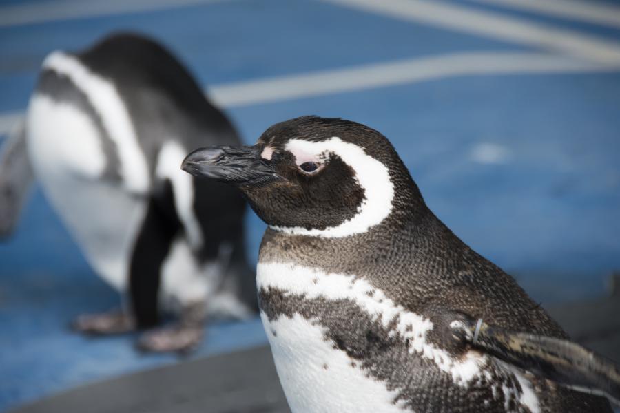 ペンギン