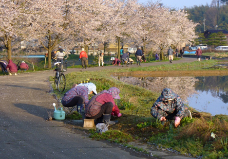 竹橋振興会　桜並木の維持管理の写真