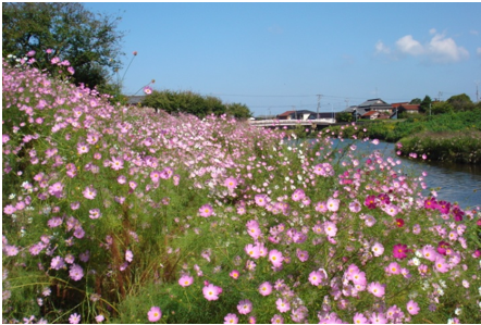 動橋地区のコスモスの開花の様子