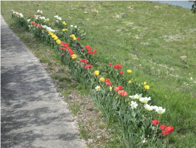 動橋地区の川縁での草花の植栽の様子