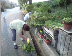 犀川・伏見川の花の手入れ作業風景