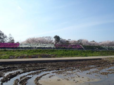 芝桜の様子