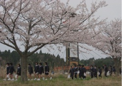 九里川尻川の桜並木の写真