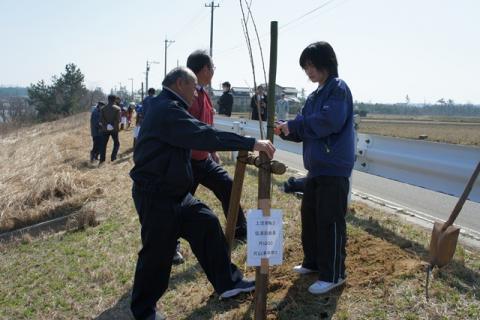 新堀川での桜の植樹の写真