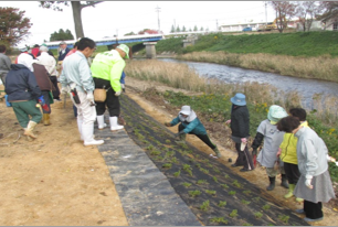 勅使町地元住民による芝桜の植え込み