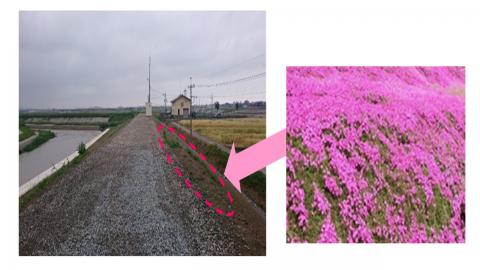 芝桜