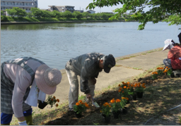 羽咋川草花の植栽状況