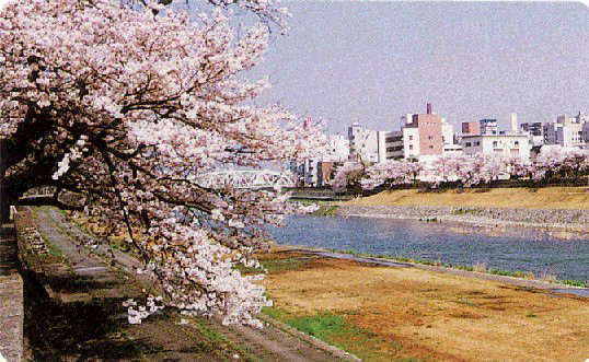 犀川沿いの桜並木の写真
