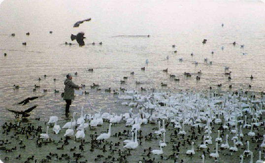 長曽川で白鳥に餌をやっている人の写真。たくさんの白鳥が集まっている。