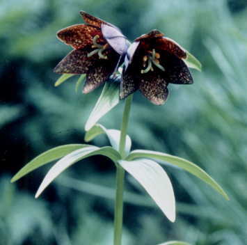 郷土の花