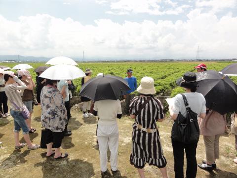 「南加賀の地場野菜」産地見学会