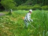 滝ヶ原除草作業状況