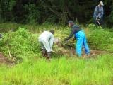 土手補修及び除草作業