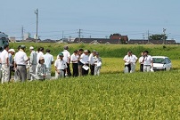 米圃場