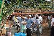 ナシ圃場