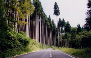 適正な森林整備を支える林道