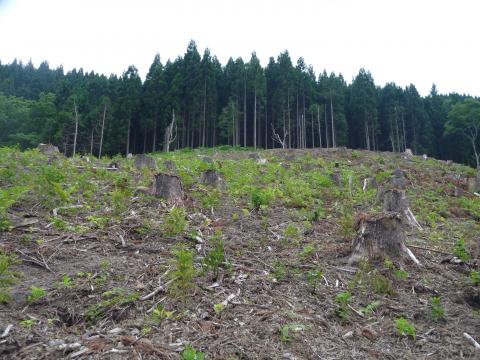 山中県有林（主伐・再造林）