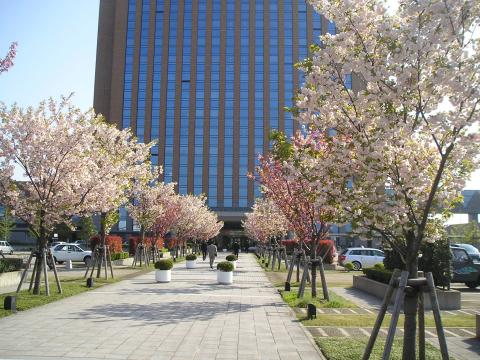 県庁構内の桜