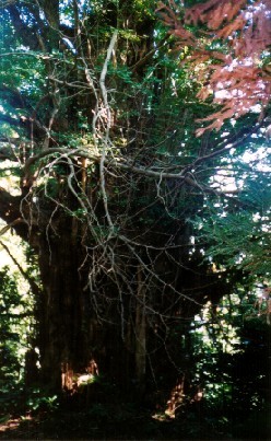 伊影山神社のイチョウ