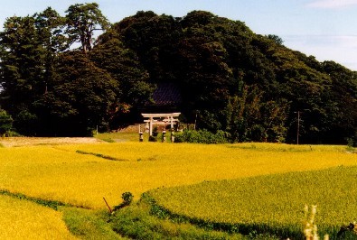 櫟原北代比古神社社叢タブ林1