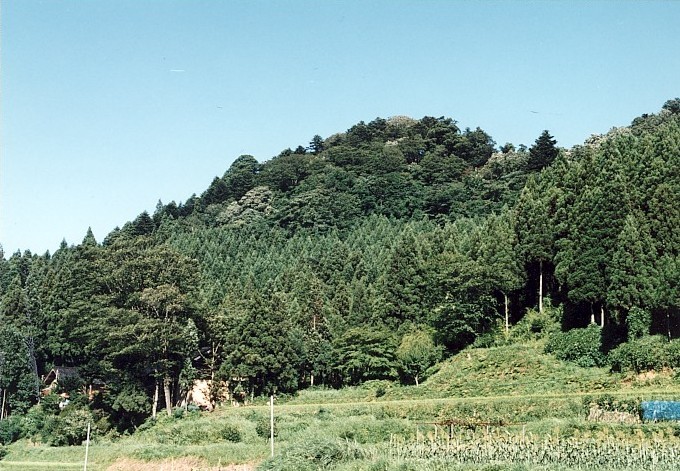 大峰神社社叢モミ林1