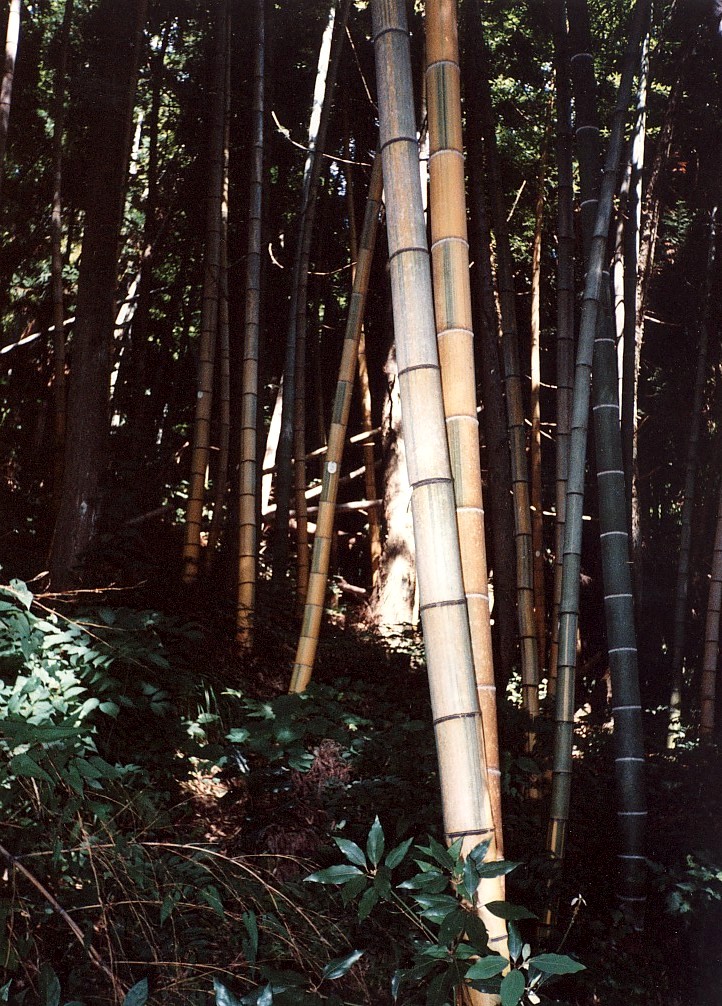 縄又のモウソウキンメイチク林