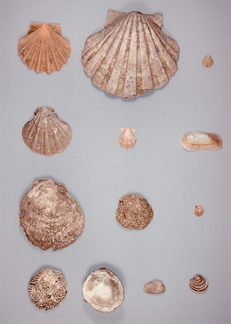 平床貝層産出貝類化石1