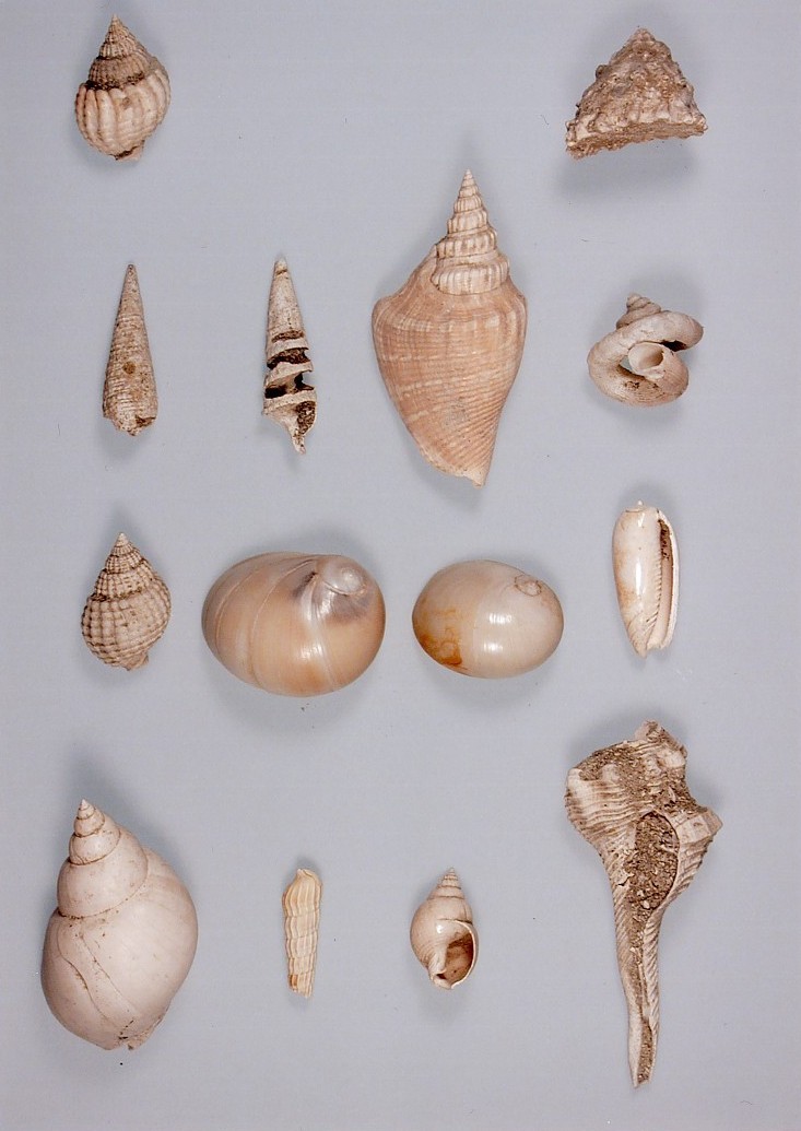 平床貝層産出貝類化石2