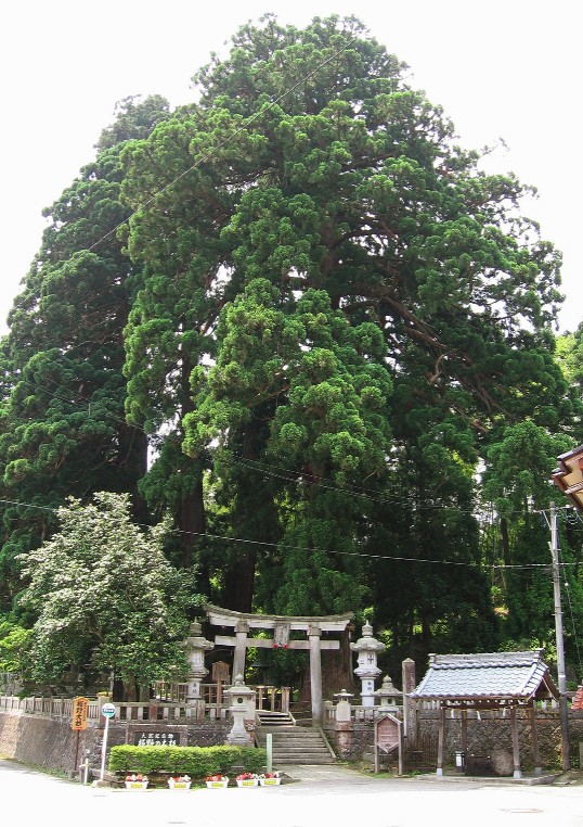 菅原神社の大スギ