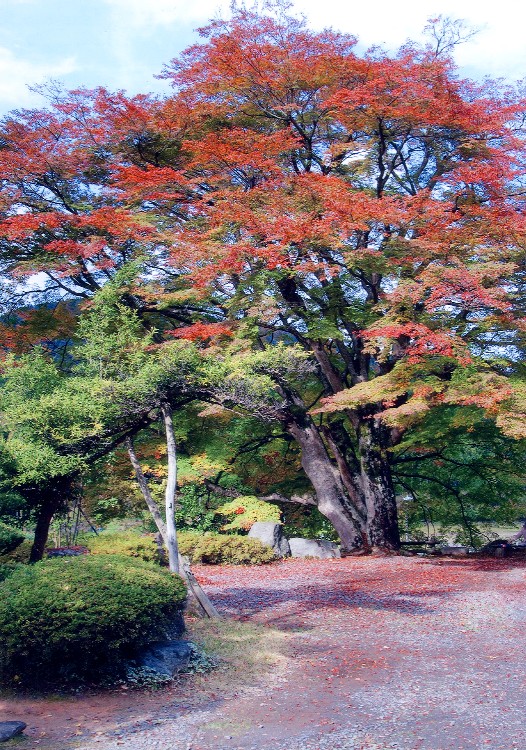 西慶寺のヤマモミジ