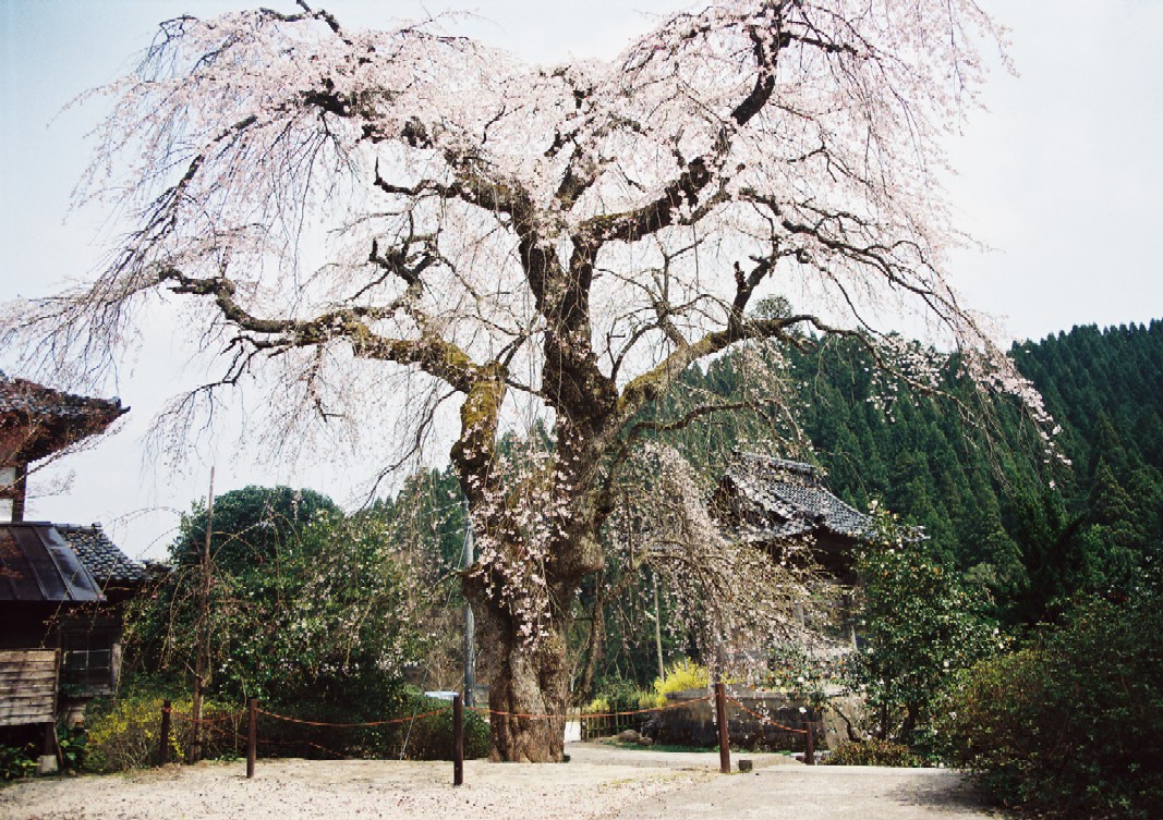 佛照寺のシダレザクラ