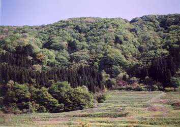 宝立山アテ天然林画像1