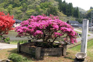 五十里ののとキリシマツツジの画像