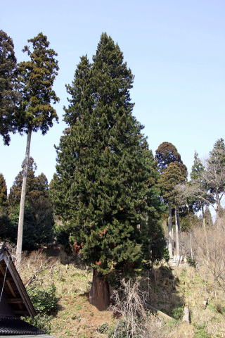 平等寺のコウヤマキの画像