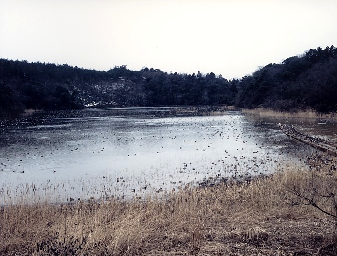 片野の鴨池の画像2