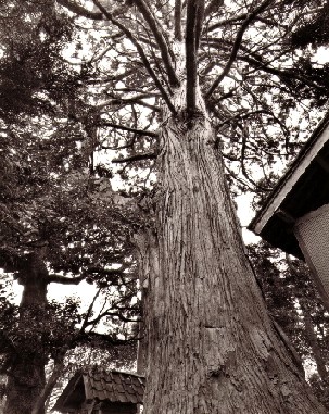 伊勢神社の大スギ