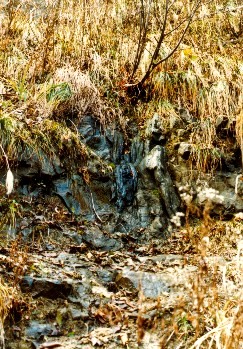 白峰村百合谷の珪化直立樹幹