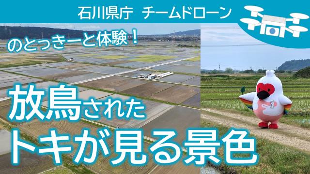 放鳥されたトキが見る景色サムネイル