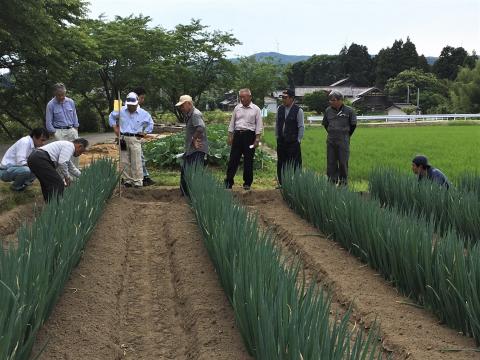 能登白ねぎの現地検討会