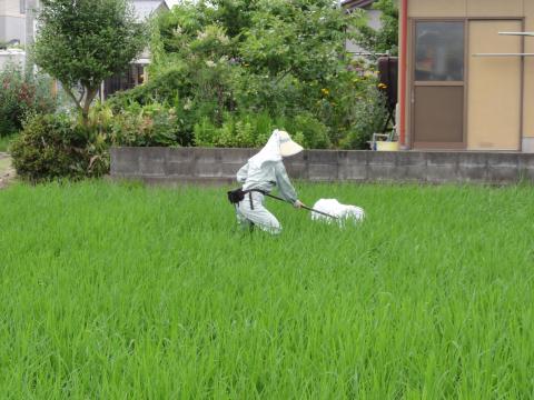 すくいとり調査の写真