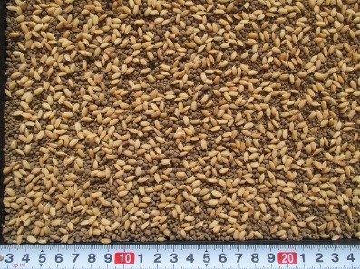 播種量の比較1箱当たり乾籾100g播