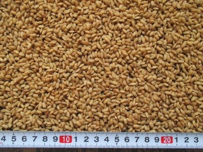 播種量の比較1箱当たり乾籾300g播