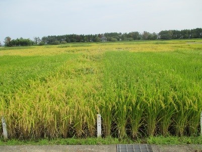登熟期の草型コシヒカリ石川65号比較