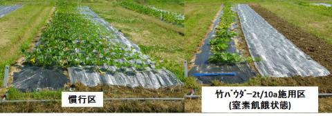 竹チップ施用によるカボチャ生育の差の画像