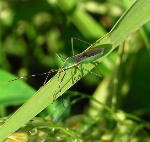 斑点米を引き起こすクモヘリカメムシの画像