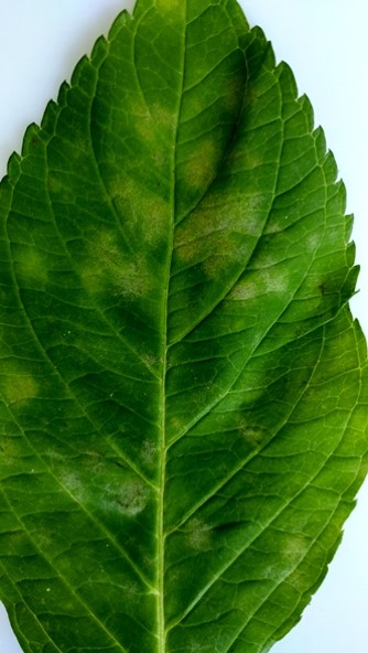 葉の退緑症状の画像