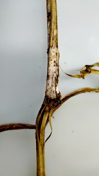 茎の腐敗と菌糸の画像